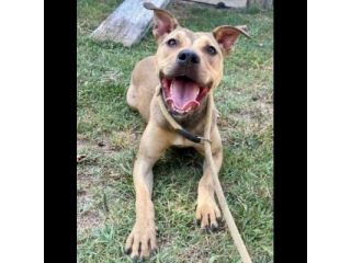 TERRY SOCIEVOLE MENDICA CAREZZE CAGNOLINA IN ADOZIONE