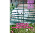 SPLENDIDI CUCCIOLI PMA IN ADOZIONE