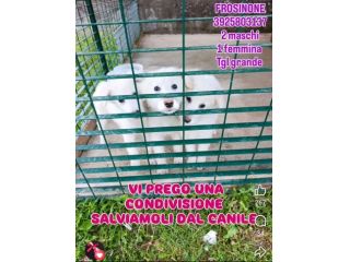 SPLENDIDI CUCCIOLI PMA IN ADOZIONE