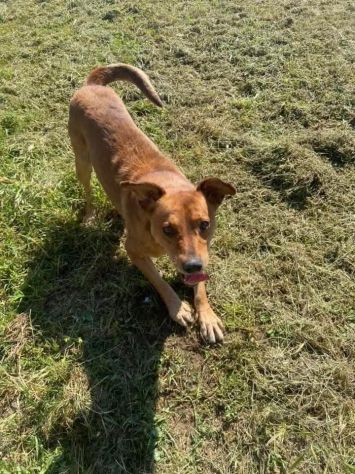VICTOR TIMIDO E TRANQUILLO, CAGNOLINO IN ADOZIONE - Foto 4