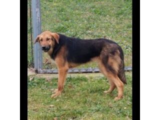 EGGY una foto per una vita, CANE IN ADOZIONE