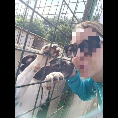 SILVESTRO DESIDERIO DI CAREZZE CANE IN ADOZIONE - Foto 9