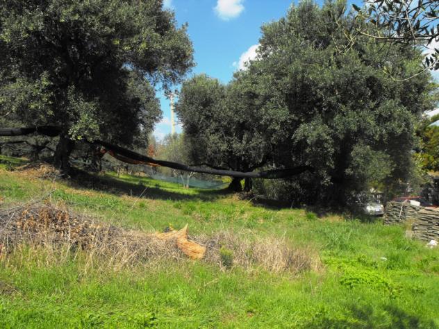Agricolo in Località Caselle - Foto 17