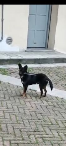 CAGNOLINO - Foto 4