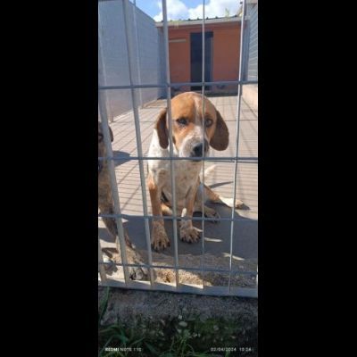 BENNY LA DOLCEZZA, CAGNOLINO IN ADOZIONE - Foto 4