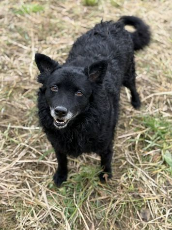 DIOR, cagnolina sorridente cerca amore! - Foto 10