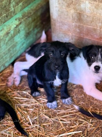 NERA, timida cucciola baffuta TG PICCOLA! - Foto 5