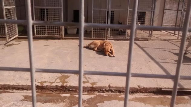 LUMACHINA, dolcissima cagnolina desiderosa d'amore - Foto 7
