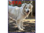 UFFA bellissima giovane tg media