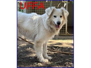 UFFA bellissima giovane tg media