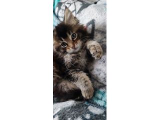 Maine coon