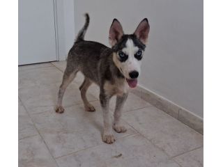 Simil husky in adozione