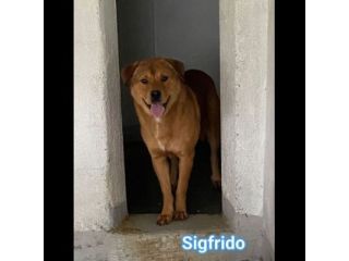 SIGFRIDO DOLCISSIMO CANE IN ADOZIONE