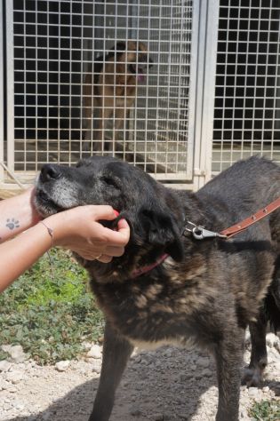 Igor per 10 anni tenuto da solo in una campagna - Foto 4