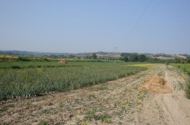 TERRENO AGRICOLO di 10000 mq (CASTELFIORENTINO) rif. C 221