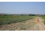 TERRENO AGRICOLO di 10000 mq (CASTELFIORENTINO) rif. C 221