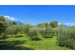 TERRENO AGRICOLO CON ULIVI A POLPENAZZE DEL GARDA