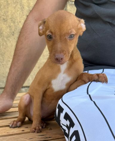 PINSCHER INCROCIO: 2 MESI E MEZZO, CERCANO UNA FAMIGLIA PER SEMPRE! - Foto 10