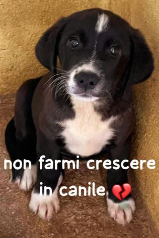CUCCIOLA 2 mesi e mezzo, taglia media