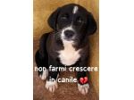 CUCCIOLA 2 mesi e mezzo, taglia media