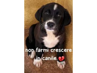 CUCCIOLA 2 mesi e mezzo, taglia media