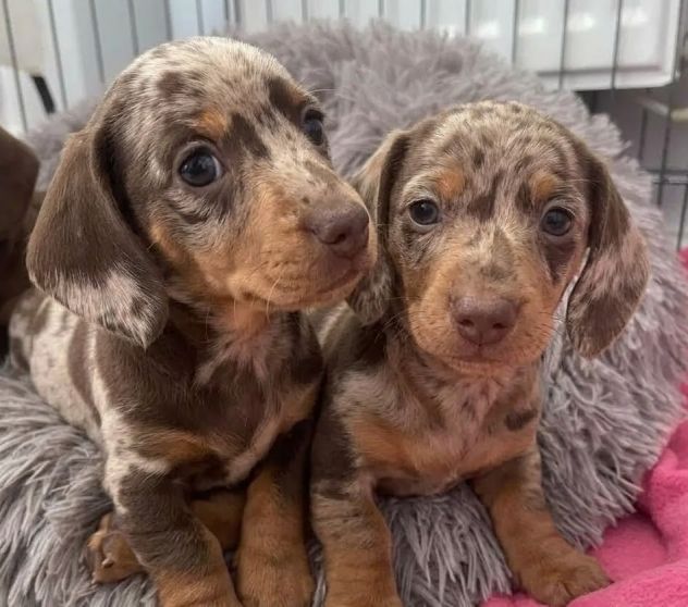 BASSOTTI NANI TEDESCHI CUCCIOLI - BASSOTTO NANO merle . pag agevolato - Foto 2