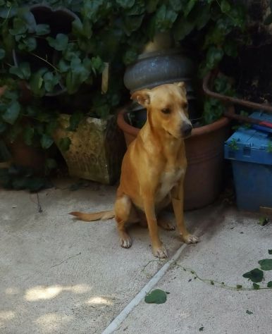 MINO, cucciolo minacciato - Foto 6