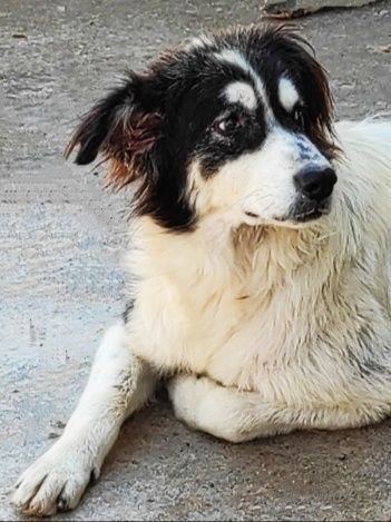 CANE IN ADOZIONE: PEGGY - Foto 4