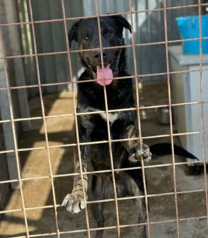 TRONKY UN GIOIOSO COCCOLONE: CANE IN ADOZIONE 1 ANNO - Foto 5