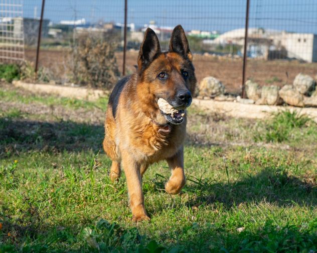LAIKA, MERAVIGLIA FATTA CANE - Foto 4