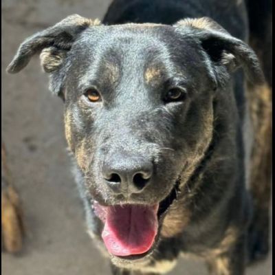 TRONKY AFFETTUOSO E GIOIOSO CANE IN ADOZIONE