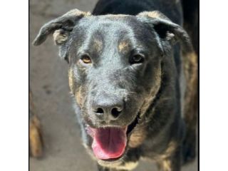 TRONKY AFFETTUOSO E GIOIOSO CANE IN ADOZIONE