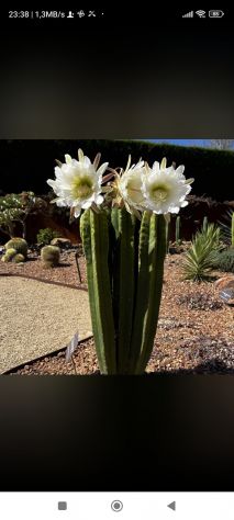 Cactus San Pedro