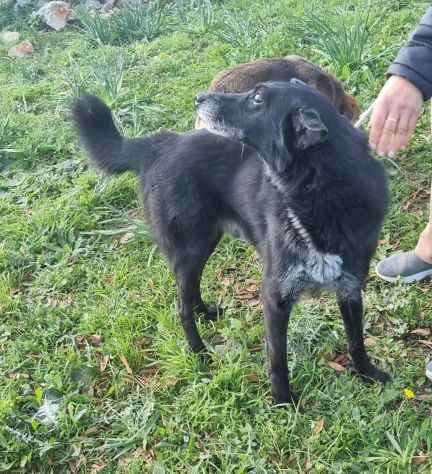 In cerca di un miracolo , Bis nero taglia media gli manca un occhio e cieco - Foto 3