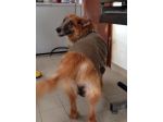 MARTINA, super adozione del cuore
