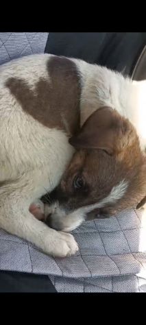 Regalo cuccioli incrocio labrador - Foto 8