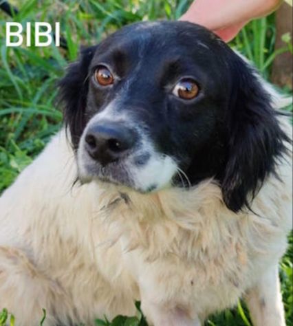 Bibi taglia media contenuta 14 kg