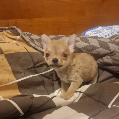 Cuccioli di chihuahua Maschio - Foto 3