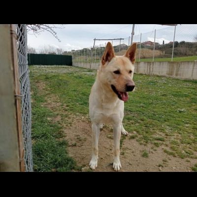 TAKESHI BELLO BRAVO SOCIEVOLE CANE IN ADOZIONE - Foto 4