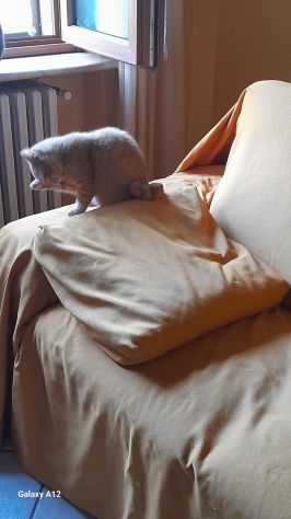 GATTO TIMIDO - Foto 5