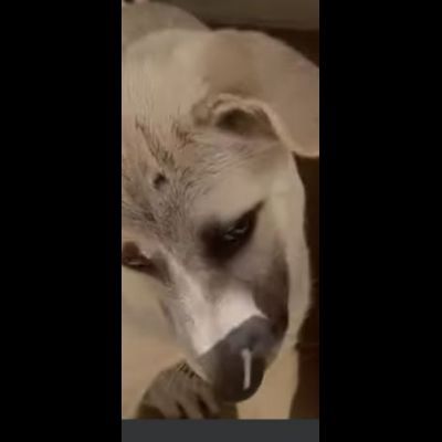 SAVERIO CUCCIOLO IN ADOZIONE - Foto 4