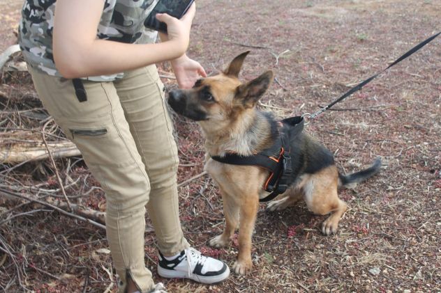 Pastore Tedesco 3anni  scartata xchè CIECA E SORDA ma autonoma !! SICILIA - Foto 9