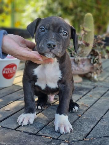 Cuccioli femmine e maschi Amstaff - Foto 4