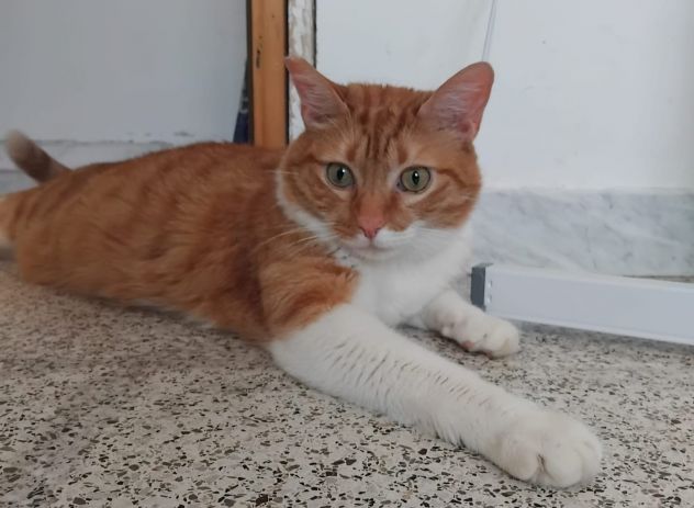Ciccio, meraviglioso gattone - Foto 2