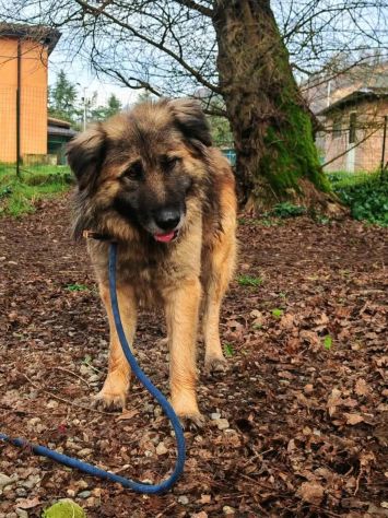 LUPO SPLENDIDO PT, CANE IN ADOZIONE - Foto 8