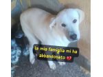 KIM SIMIL LABRADOR 2 ANNI