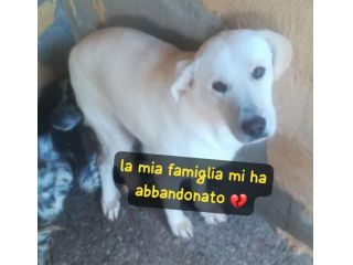KIM SIMIL LABRADOR 2 ANNI