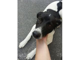 FANNY, stupenda cucciola