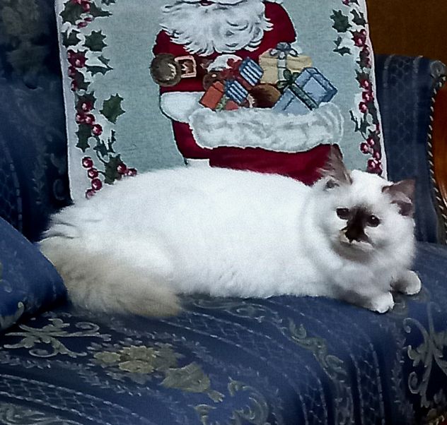Gatto sacro di Birmania - Foto 5