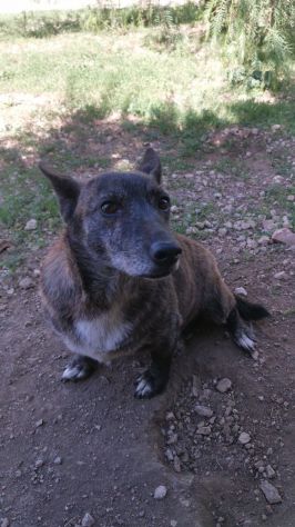 Pupy cagnolina tigrata taglia piccola